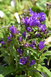 Campanula glomerata Blue